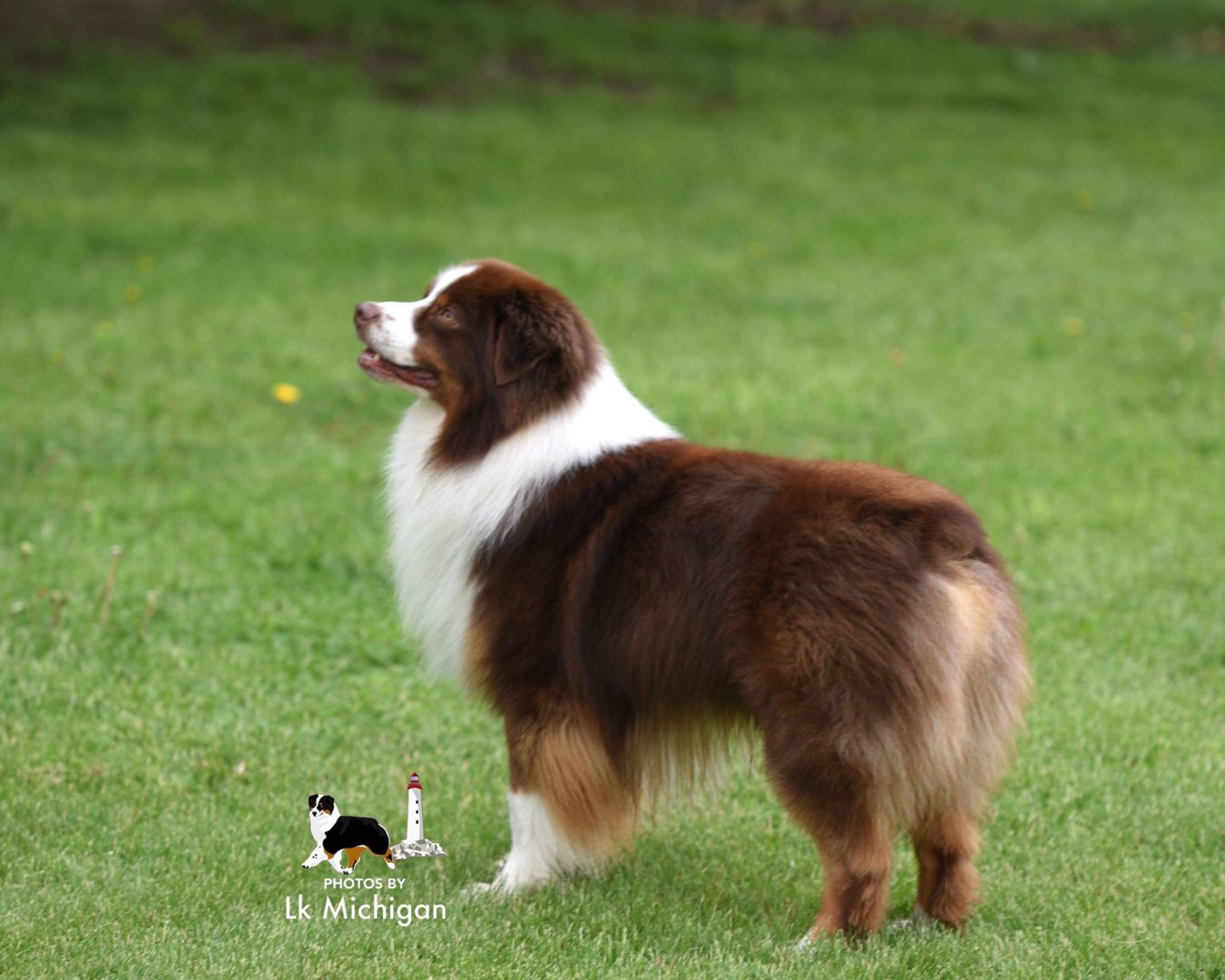 Flannigan – Lake Michigan Australian Shepherds